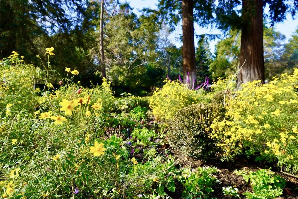 Professional outdoor landscaping for beautiful yards across Menlo Park, CA - Petrus Landscaping