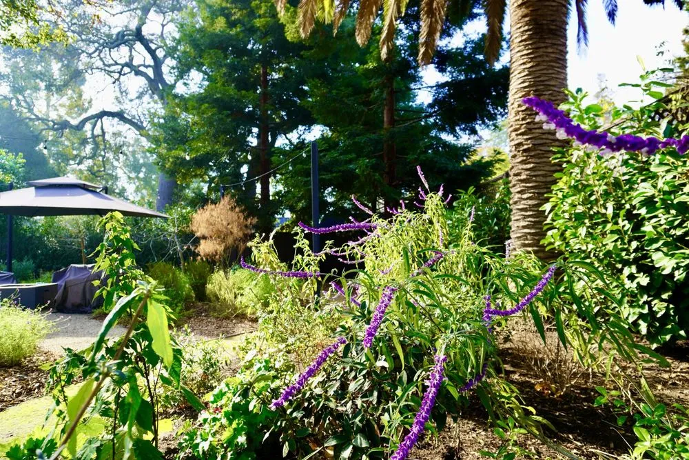 Top-rated residential landscaping in Menlo Park, CA by Petrus Landscaping