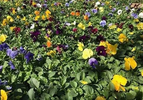 Reliable landscape installation experts serving Memphis, TN - Pettit's Lawnscapes