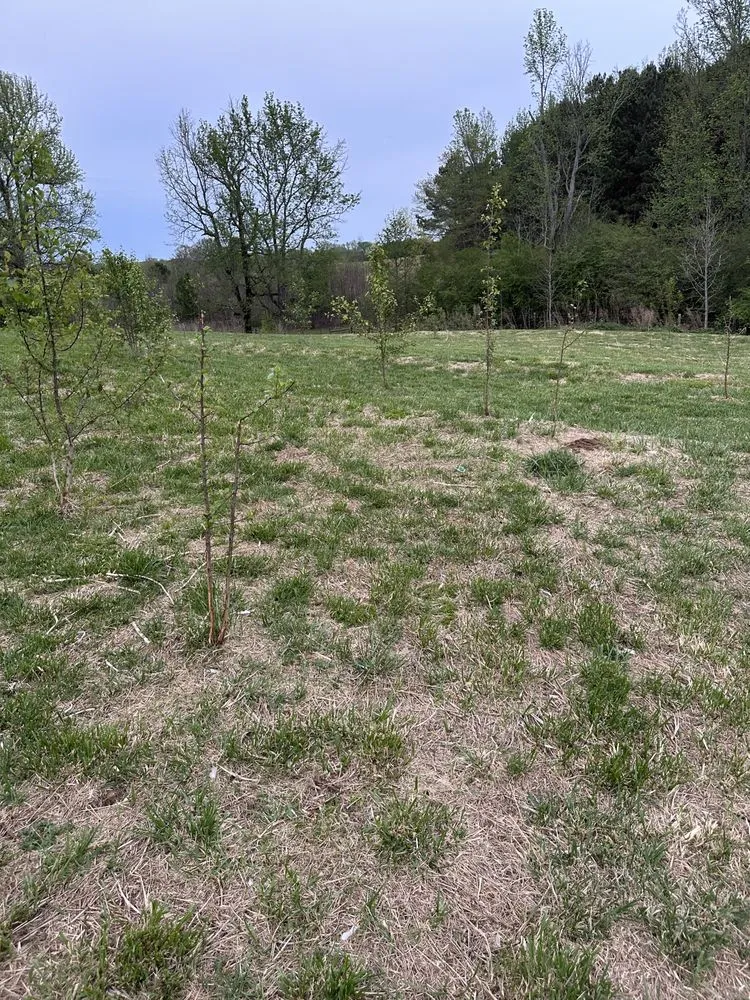 Local yard maintenance experts serving Boaz, AL - Pettus Pro Clean