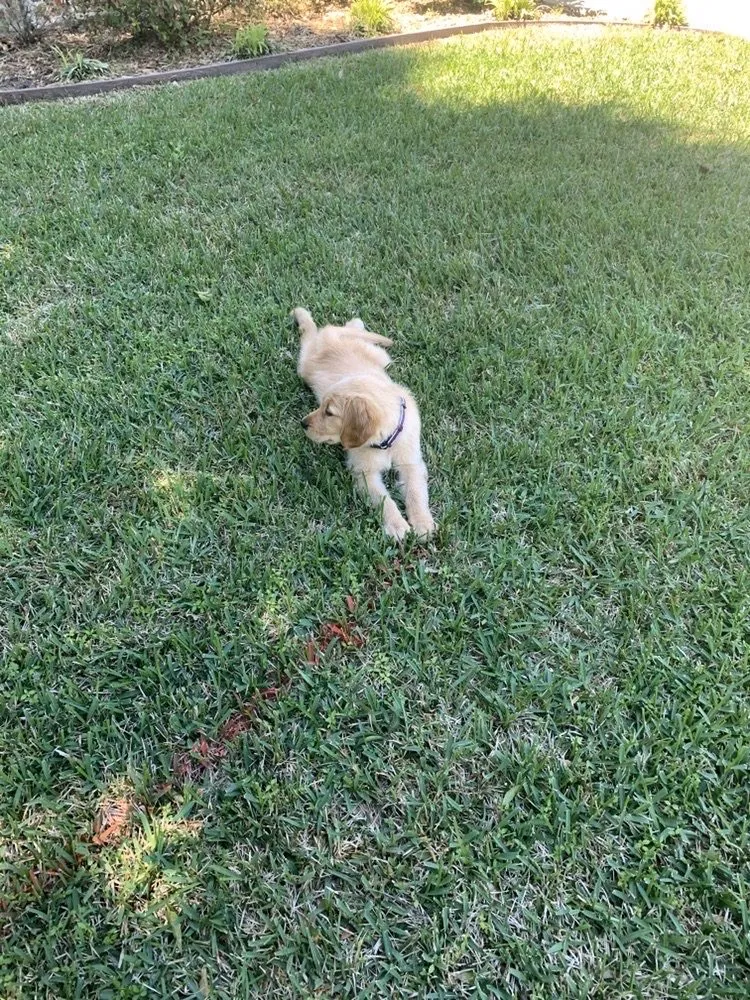 Top-rated outdoor landscaping for homes across Tyler, TX - Petty's Irrigation, Landscape and Pest Control