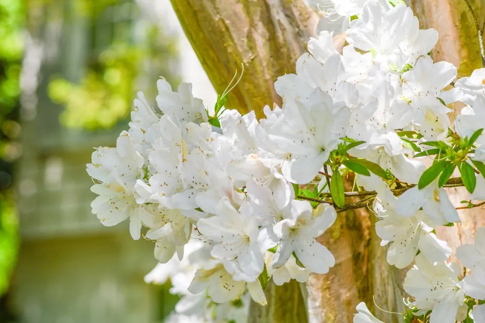 Local landscape design for homes in Tyler, TX by Petty's Irrigation, Landscape and Pest Control