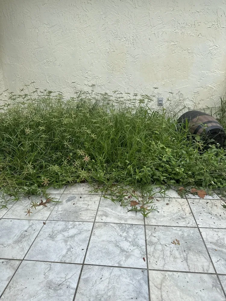 Local landscape design in Port Richey, FL - Petunias Property Care