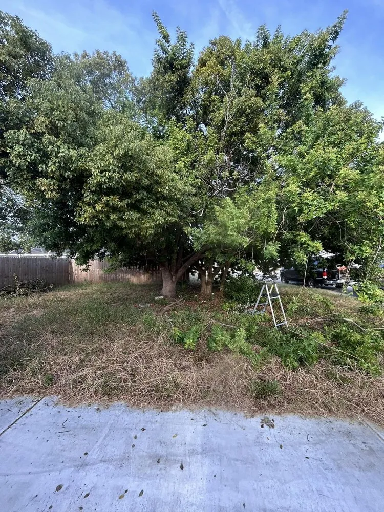 Affordable yard cleanup service in Port Richey, FL - Petunias Property Care