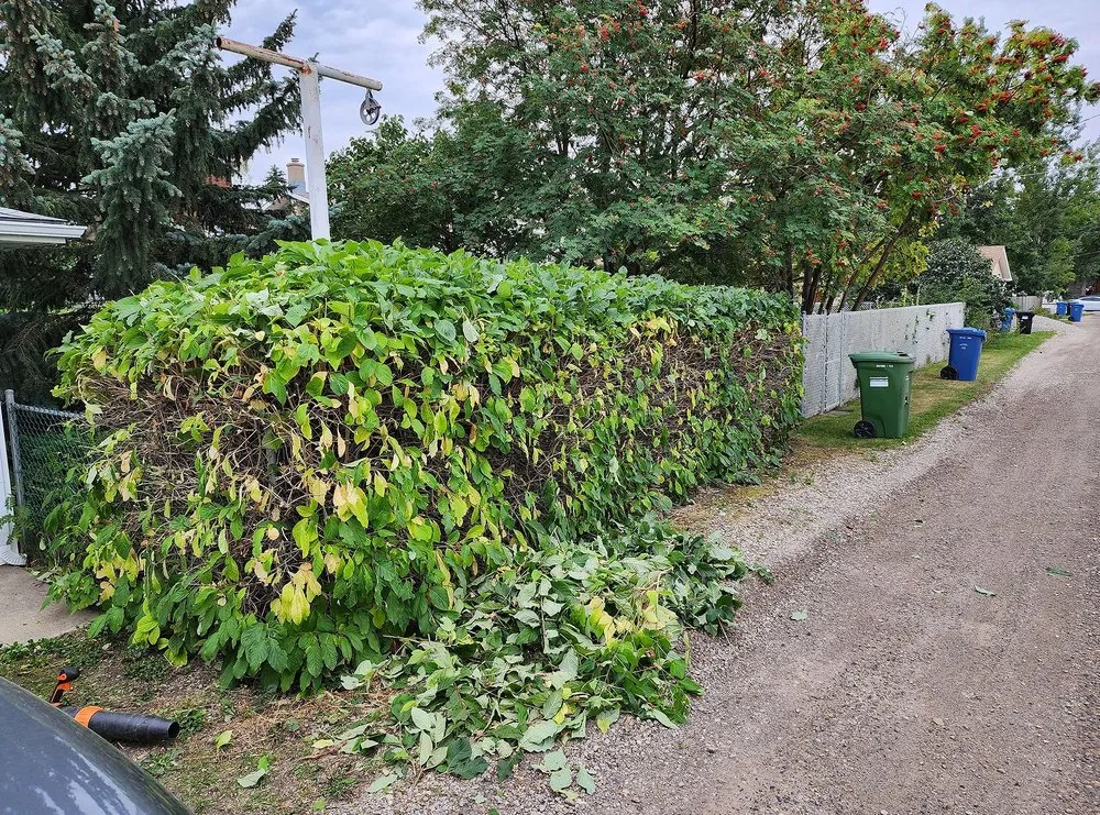 Expert lawn care service in Washington DC, DC - Petworth Lawn Care