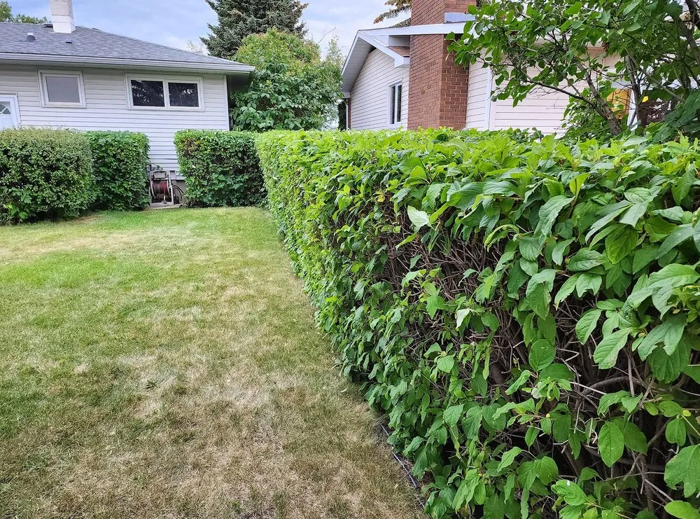 Affordable garden landscaping in Washington DC, DC by Petworth Lawn Care