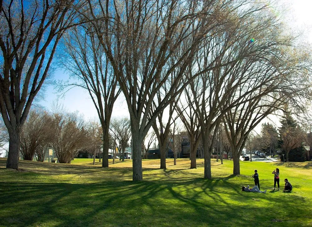 Local yard cleanup service in Washington DC, DC by Petworth Lawn Care