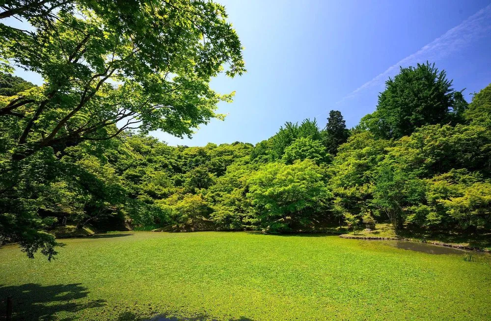 Local yard cleanup service for outdoor upgrades in Washington DC, DC by Petworth Lawn Care