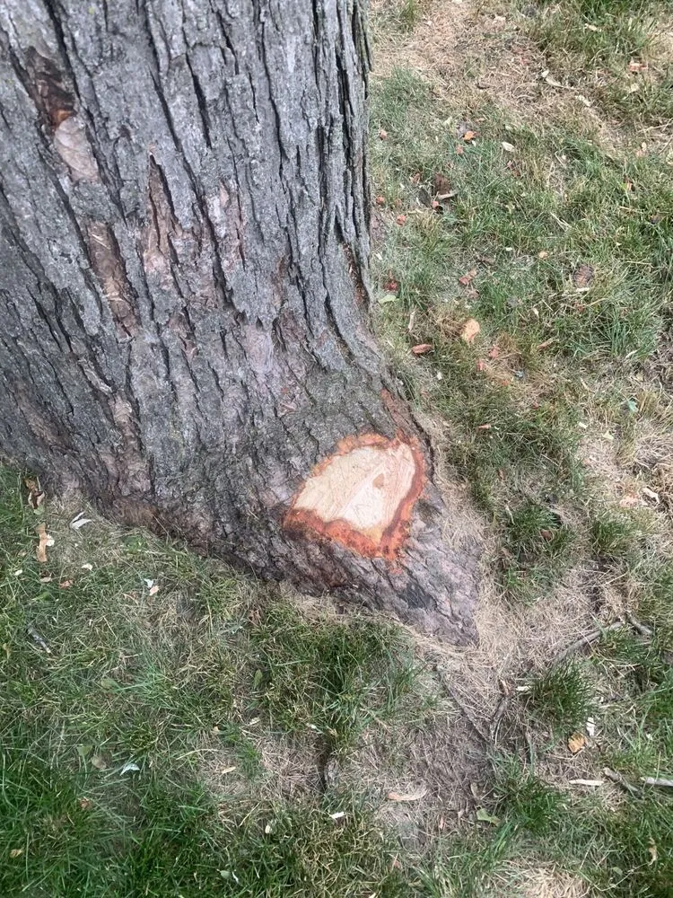 Professional landscaping services for year-round maintenance in Warrenville, IL by Pezza Landscape