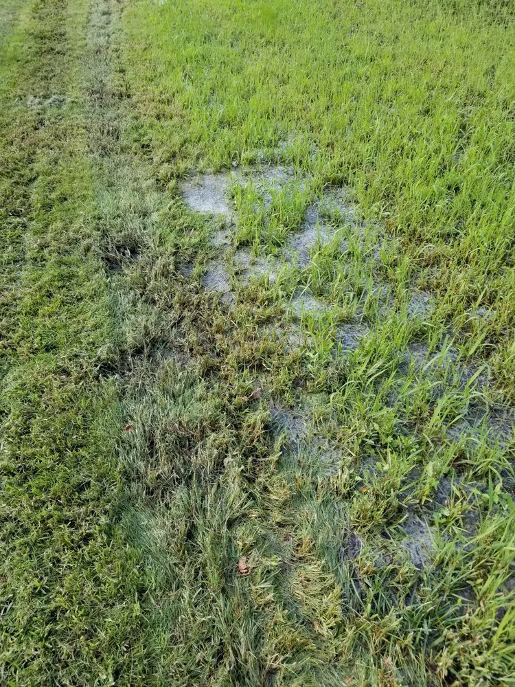 Custom yard maintenance for beautiful yards in Warrenville, IL by Pezza Landscape