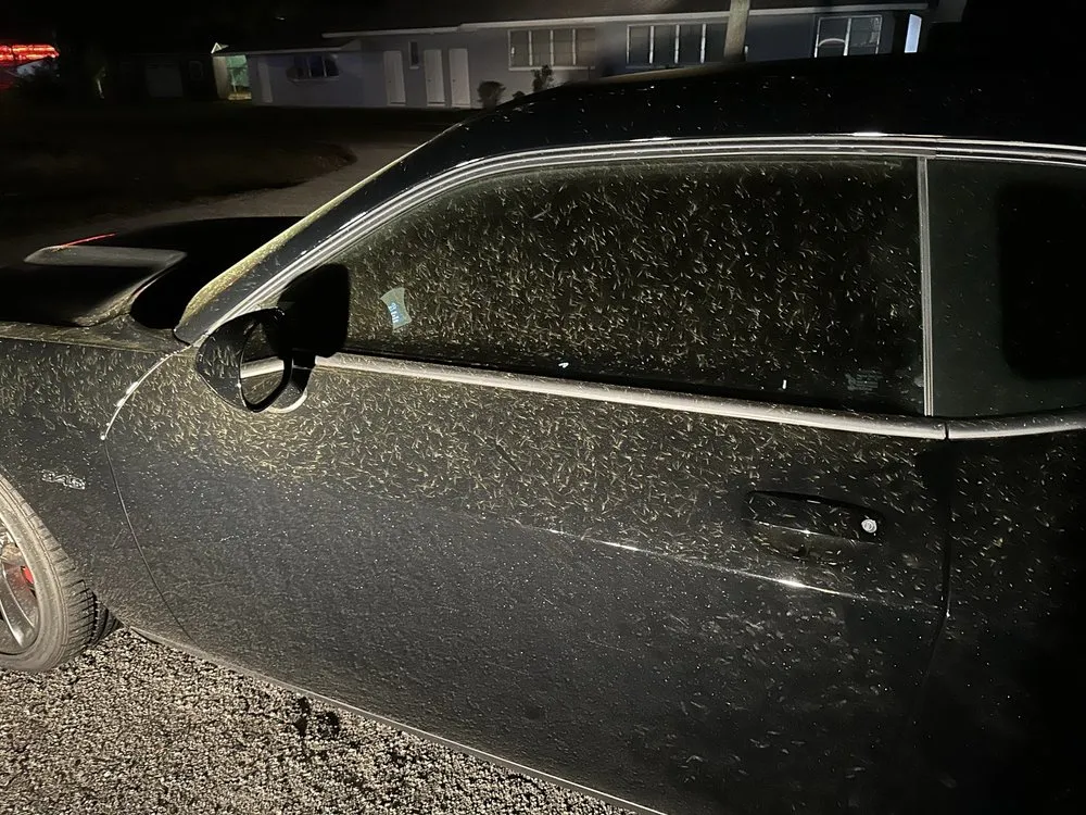 Local yard maintenance in Auburndale, FL by PF Lawn Service & Handyman