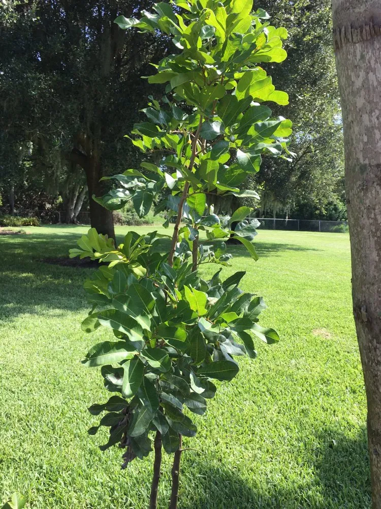 Expert yard cleanup service for year-round maintenance in Auburndale, FL by PF Lawn Service & Handyman