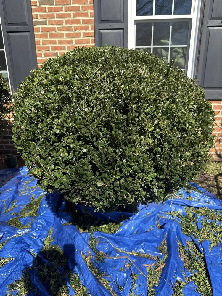 Affordable yard cleanup service experts serving Stafford, VA - P&F Lawn Services