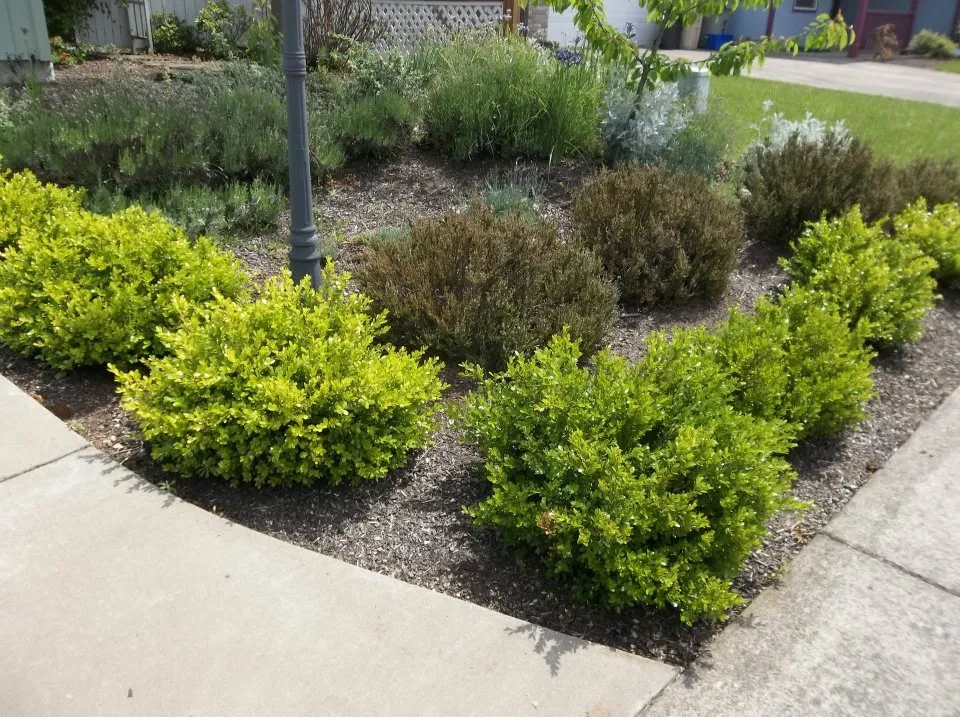 Custom yard maintenance experts serving Lebanon, OR - Pfits Services