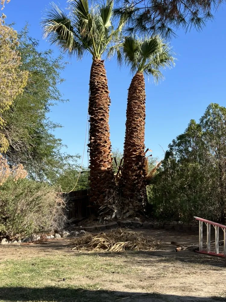 Trusted yard cleanup service in Desert Hot Springs, CA by PG Landscape