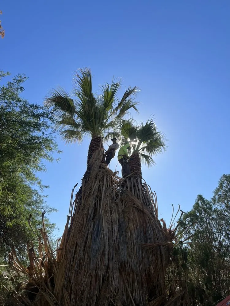 Professional yard maintenance in Desert Hot Springs, CA - PG Landscape