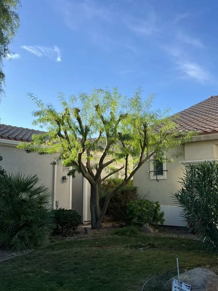 Custom yard maintenance experts serving Desert Hot Springs, CA - PG Landscape