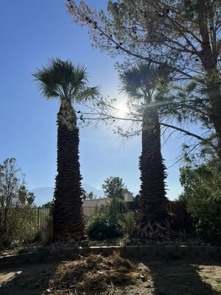 Affordable lawn care service for outdoor upgrades across Desert Hot Springs, CA - PG Landscape