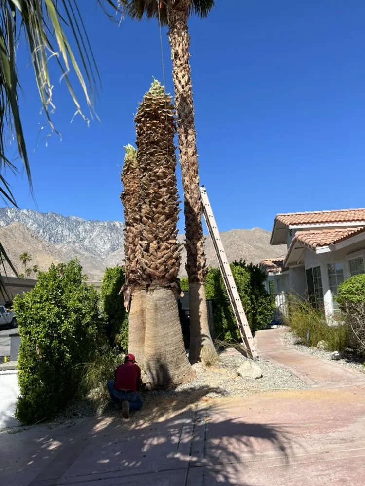 Local yard cleanup service in Desert Hot Springs, CA by PG Landscape