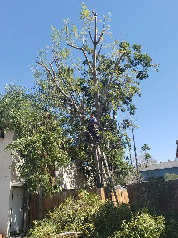 Top-rated outdoor landscaping experts serving Moreno Valley, CA - PG Landscaping