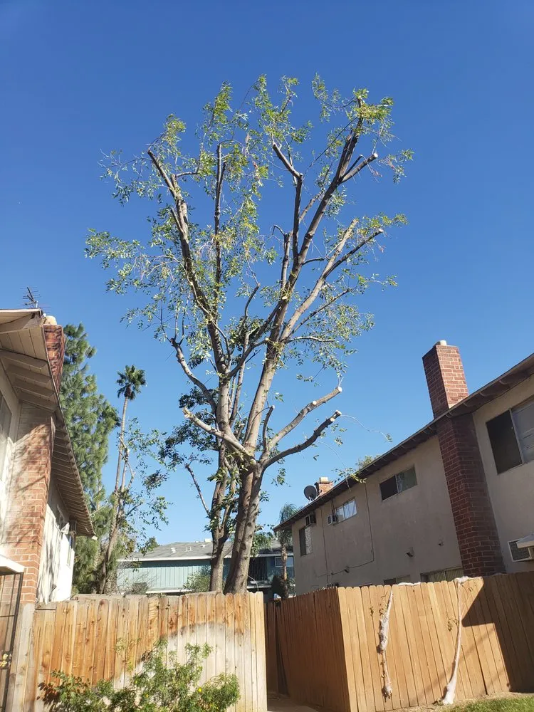 Professional yard maintenance in Moreno Valley, CA - PG Landscaping