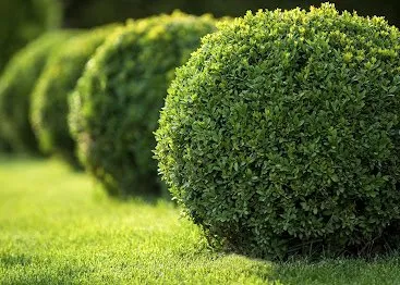 Professional yard cleanup service in Jacksonville, FL by PGM Facility Services