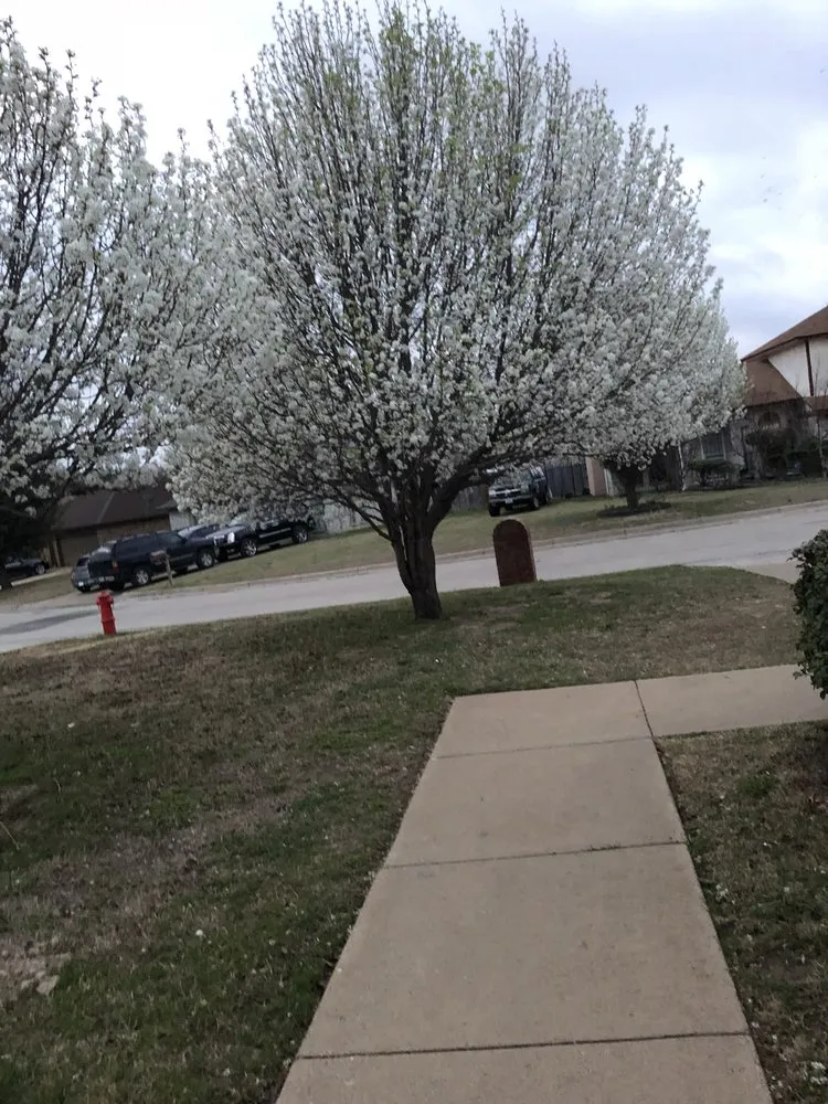 Expert landscape design experts serving Lake Worth, TX - Pgn Law Mowing