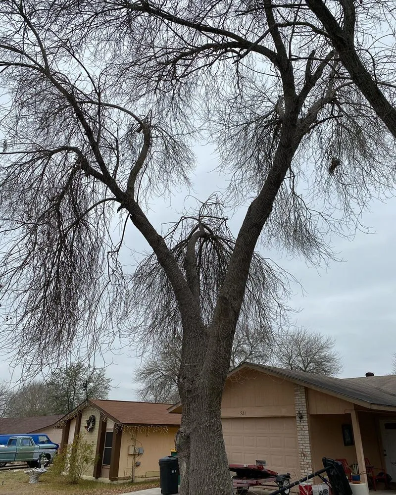 Trusted yard maintenance experts serving Converse, TX - PGT&V Lawn Care & Landscapping