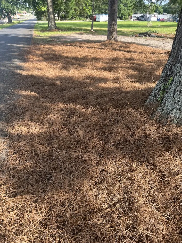 Affordable yard cleanup service in Sanford, NC - Phase One Clearing & Landscaping