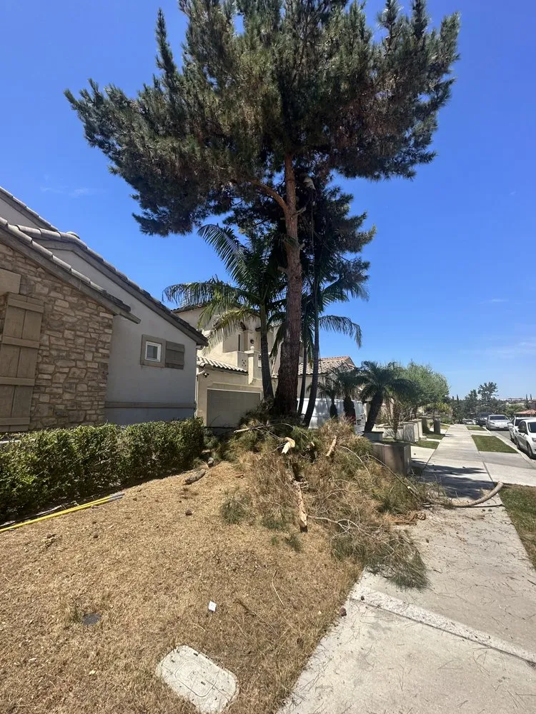 Trusted yard maintenance for beautiful yards across San Diego, CA - Phases And Trades