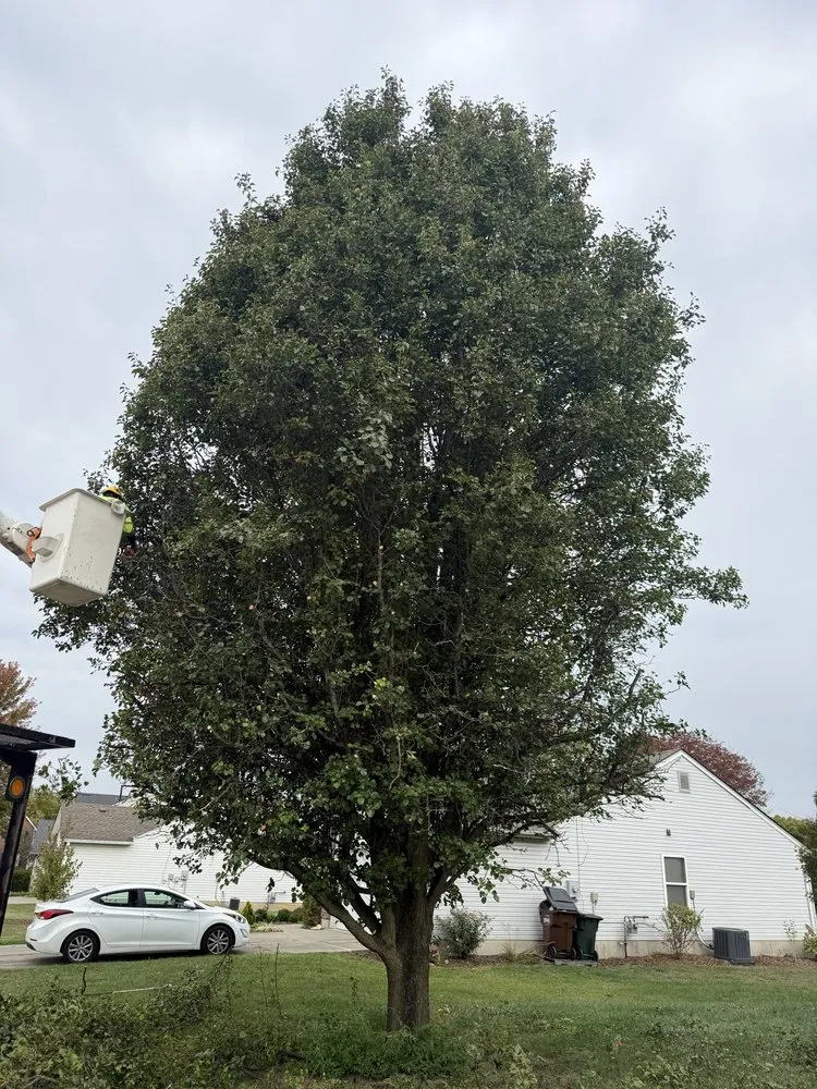 Expert yard maintenance for residential properties across West Chester Township, OH - PHC Tree Services