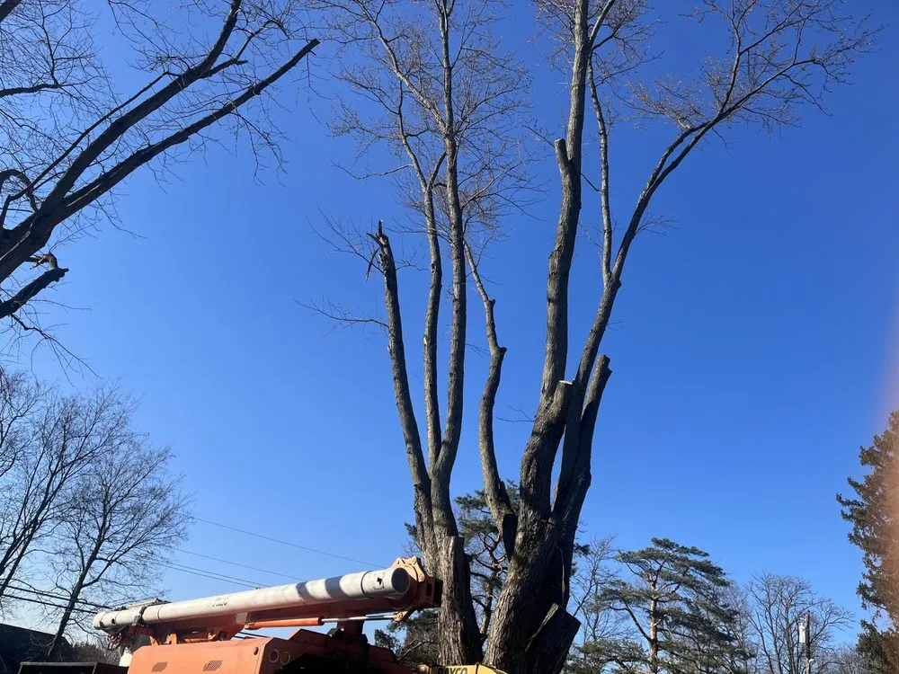 Expert landscape installation near you across West Chester Township, OH - PHC Tree Services