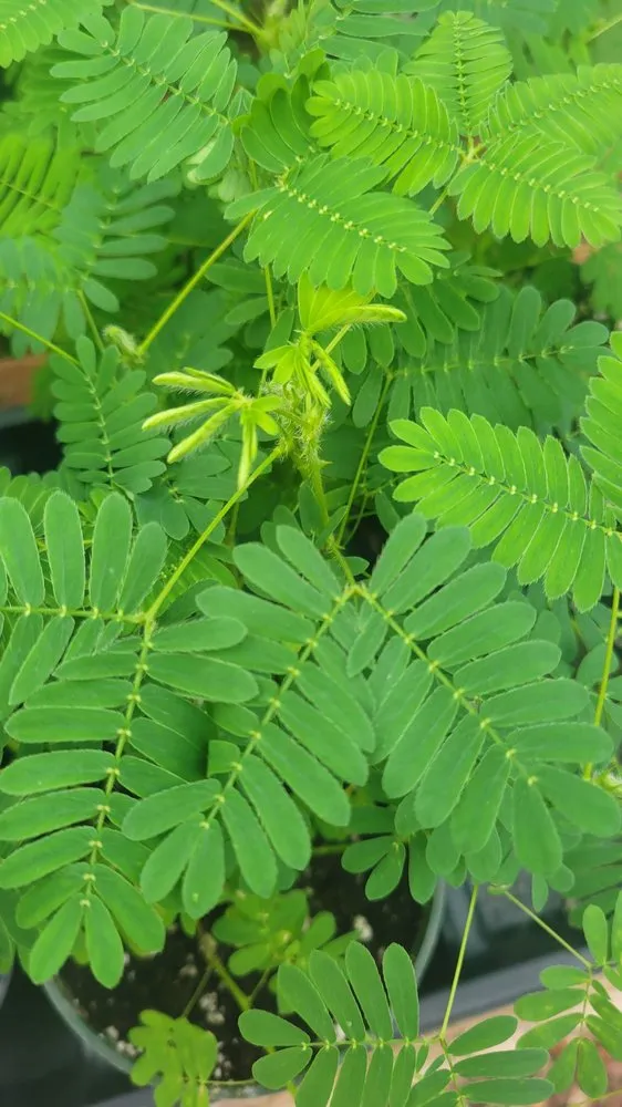 Top-rated residential landscaping in Colorado Springs, CO by Phelan Gardens