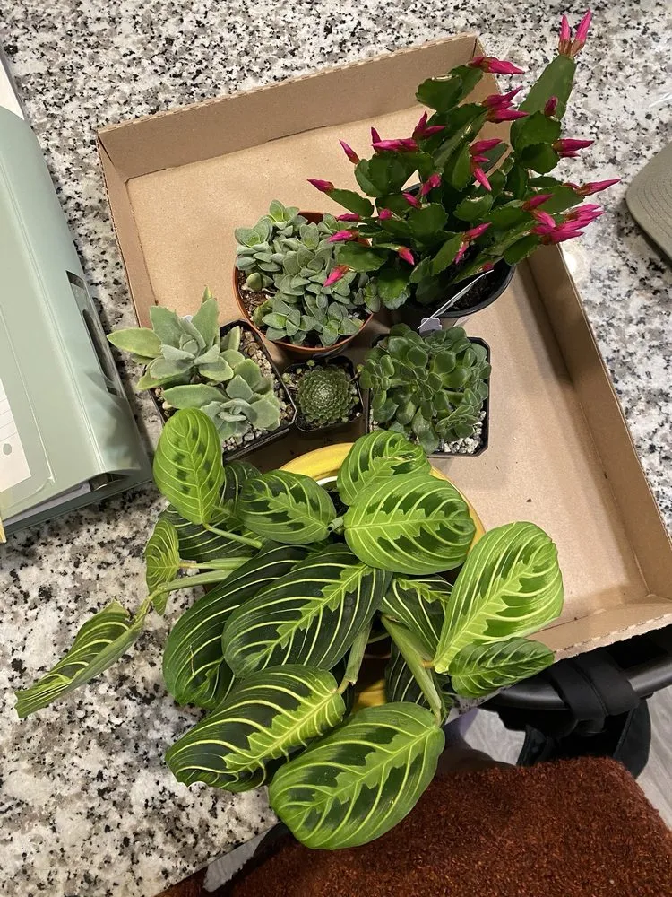 Custom yard maintenance in Colorado Springs, CO - Phelan Gardens