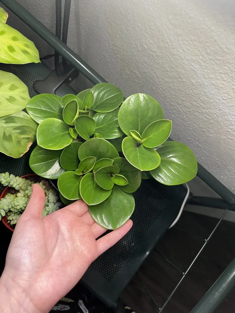 Trusted lawn care service for residential properties across Colorado Springs, CO - Phelan Gardens