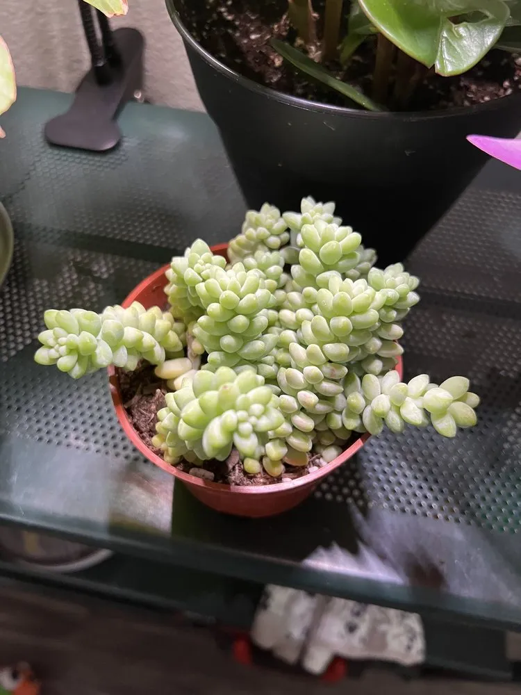 Professional landscaping services in Colorado Springs, CO by Phelan Gardens