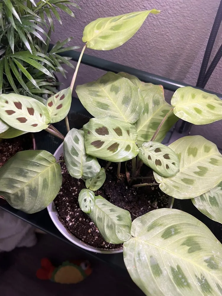 Affordable lawn mowing service for homes across Colorado Springs, CO - Phelan Gardens