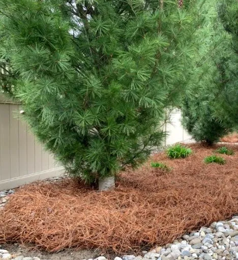 Professional garden landscaping in Phenix City, AL - Phenix Pine Straw