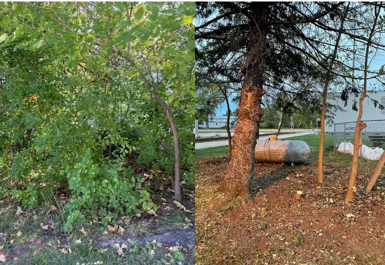 Reliable landscape design in Tomah, WI - Phenomelawn