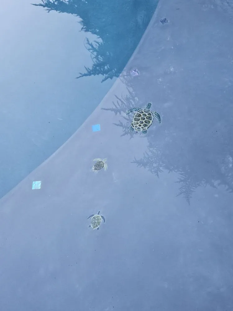 Expert landscape design in Rocklin, CA - Phenomenal Pool & Landscape