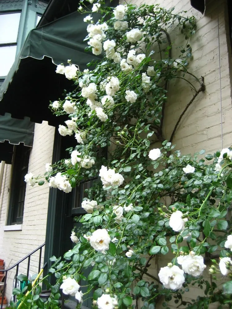 Local landscape installation in Philadelphia, PA - Philadelphia Garden Inc.