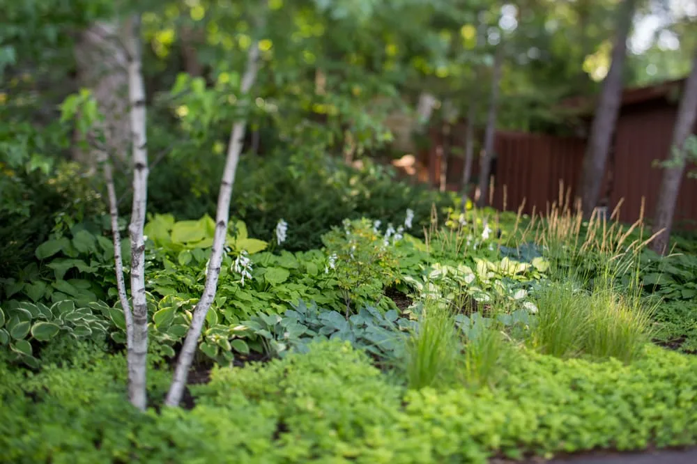 Reliable lawn care service for homes across Minneapolis, MN - Phillips Garden