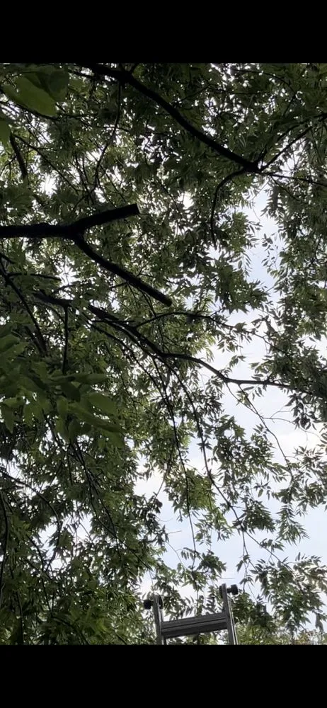 Affordable lawn care service in Montgomery, TX - Phillips Home Services