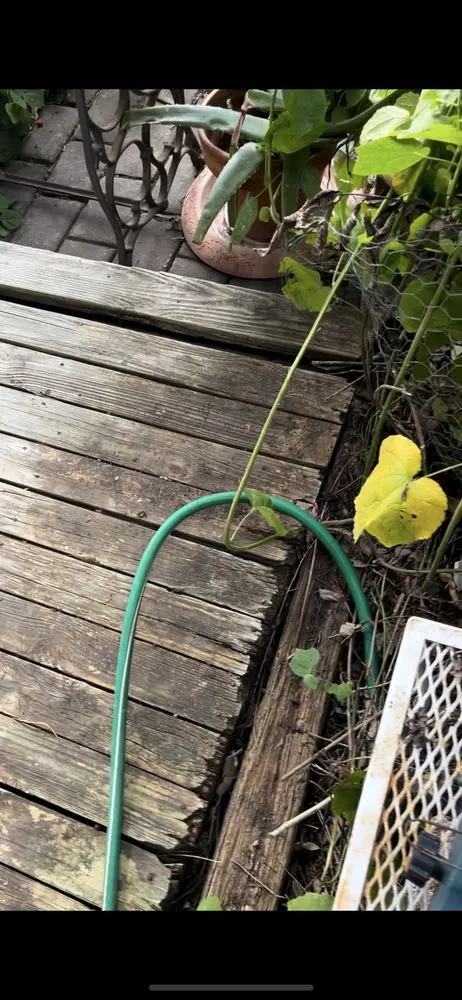 Professional lawn mowing service in Montgomery, TX by Phillips Home Services