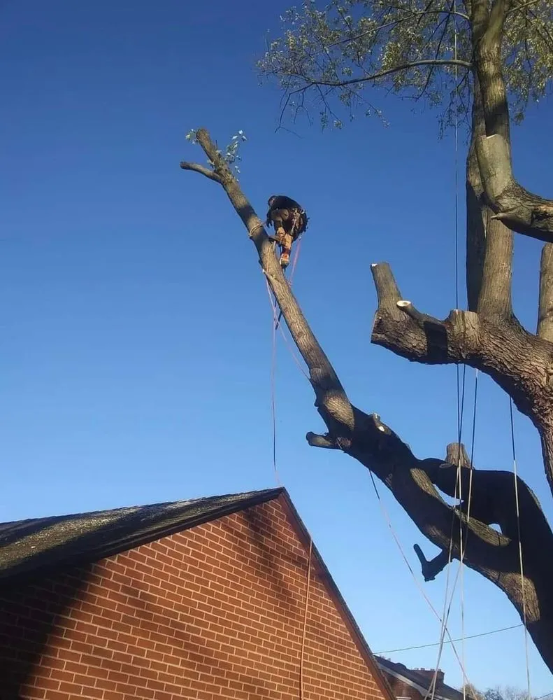 Affordable landscape installation experts serving Wintersville, OH - Phillips Landscape Design