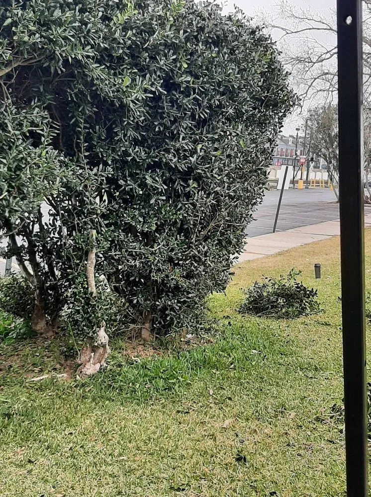 Expert landscape installation in Hammond, LA by Phillips Landscaping