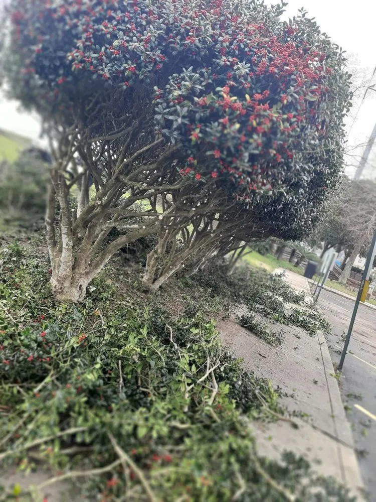 Affordable yard maintenance with custom design in Hammond, LA by Phillips Landscaping