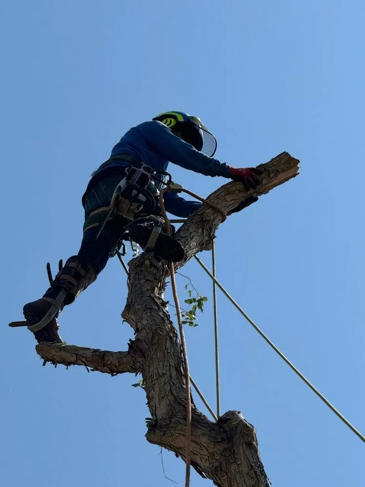 Local landscape installation for year-round maintenance in Chandler, AZ by Phillip's Landscaping Services