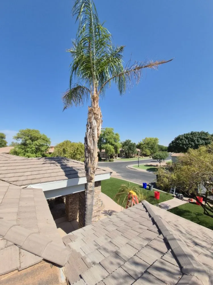 Custom garden landscaping for outdoor upgrades in Chandler, AZ by Phillip's Landscaping Services