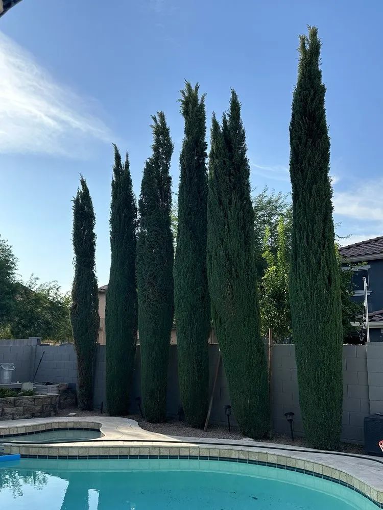 Local residential landscaping in Chandler, AZ by Phillip's Landscaping Services